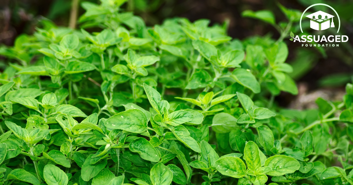 Fresh-oregano-plant-in-garden