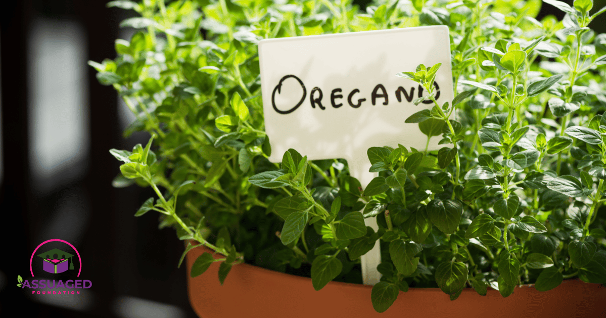 Oregano-potted-plant-with-label